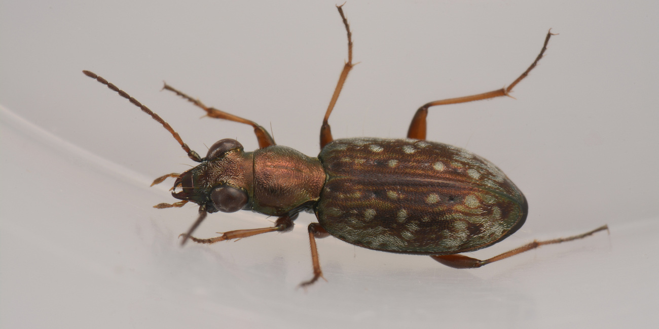 Carabidae: Asaphidion pallipes? S.